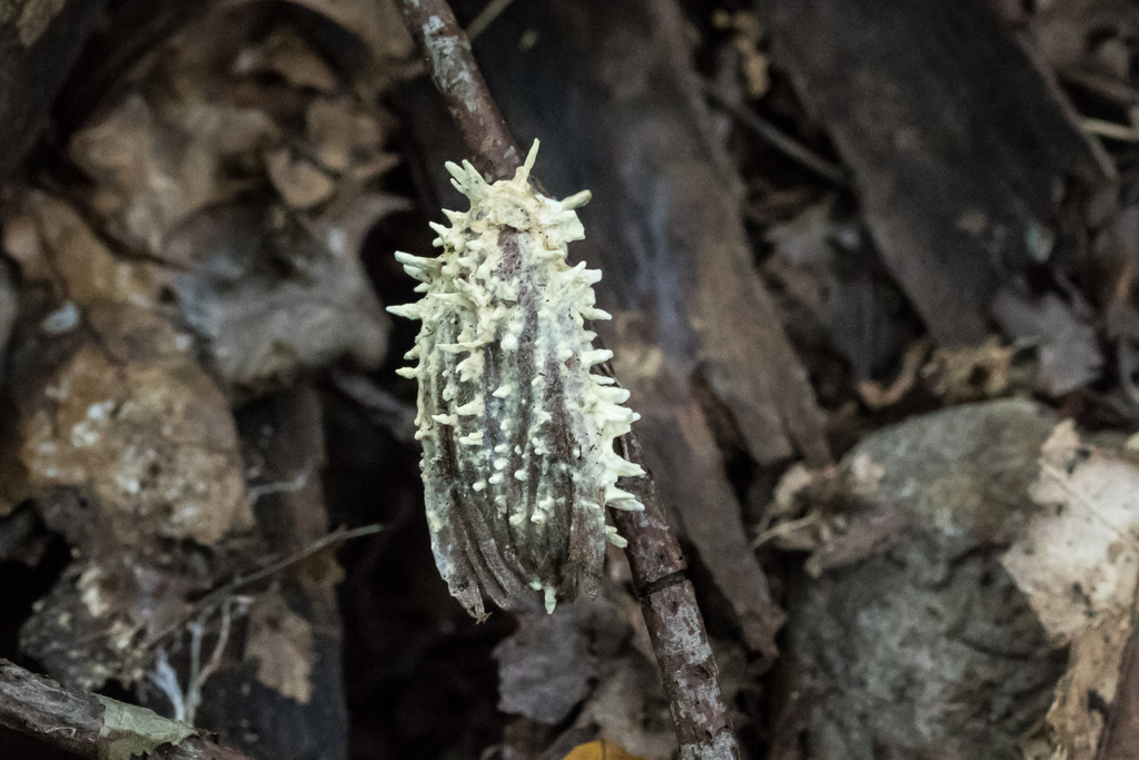 Moth Urchin Fungus
