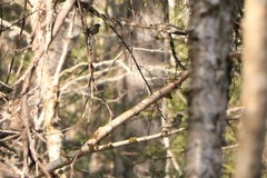 Spinus pinus image