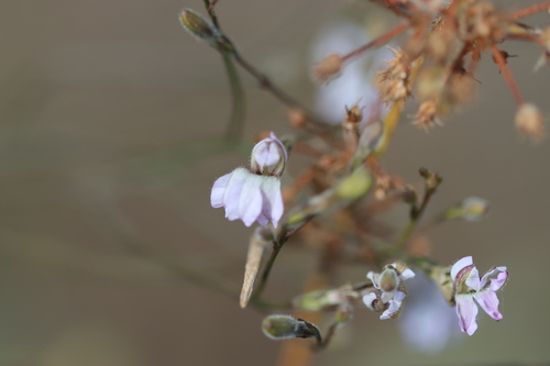 Goodenia purpurascens, 2026-06-19