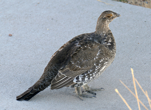 Dusky Grouse