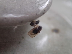 Araneae