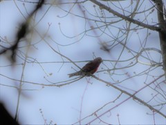 Loxia leucoptera image