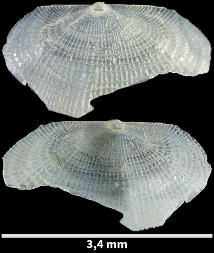 Galeomma turtoni, 2024-12-23