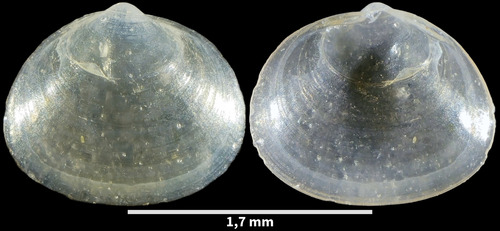 Hemilepton nitidum