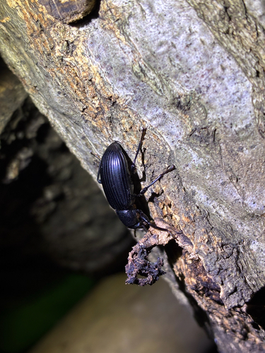 Derosphaerus subviolaceus