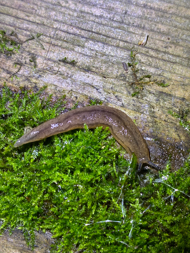 Chinese Slug