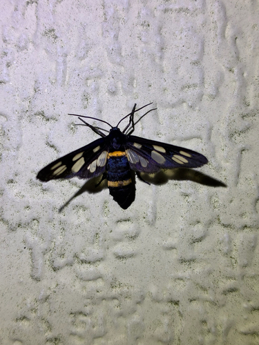 Japanese Nine-spotted Moth