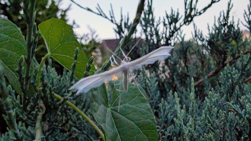 White Plume Moth
