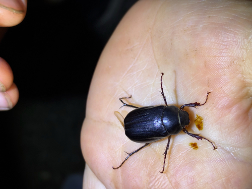 Holotrichia parallela