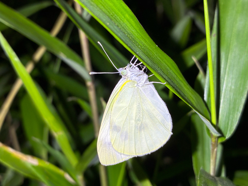 Pieris rapae crucivora