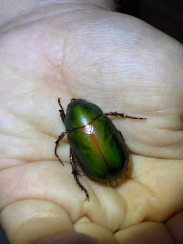 Anomala albopilosa albopilosa