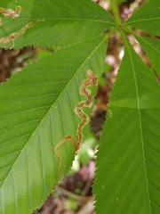 Phytomyza aesculi
