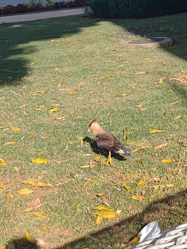 Crested Caracara