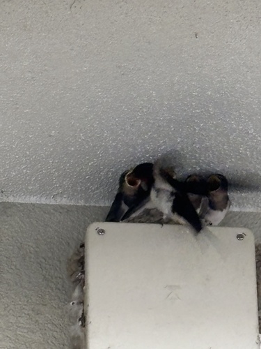 Amur Barn Swallow