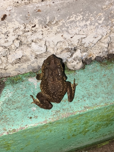Asian Common Toad