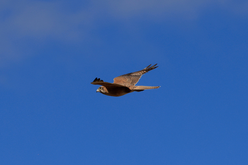 Brown Falcon