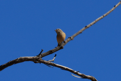 Rufous Whistler
