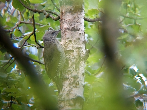 Grey-headed Woodpecker
