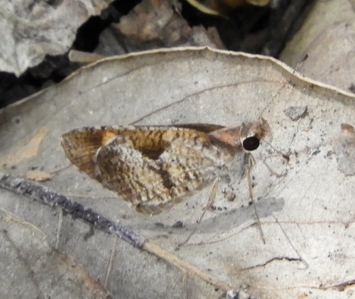 Faceted Skipper