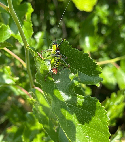 Bellied Bright Bush-cricket