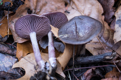 Pseudoomphalina cokeri