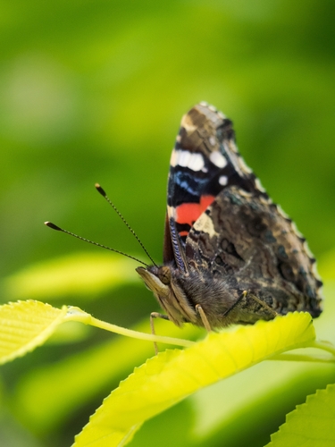 Red Admiral