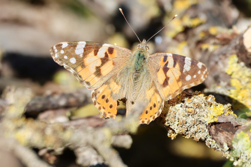 Painted Lady