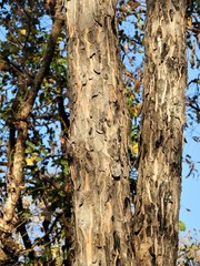 Lagerstroemia parviflora
