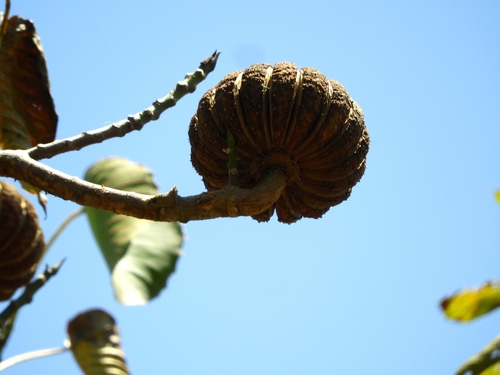 Image of Hura polyandra by (c) Francisco Farriols Sarabia, some rights reserved (CC BY)