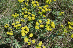 Euphorbia glareosa