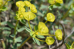 Euphorbia glareosa