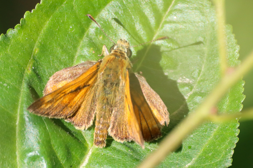 Large Skipper