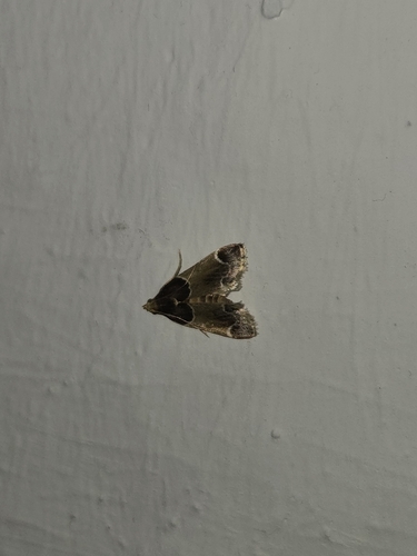 Meal moth