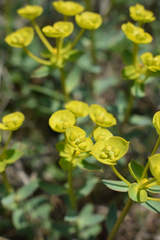 Euphorbia glareosa