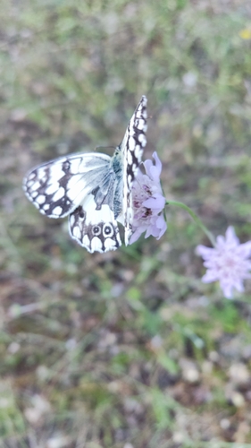 Balkan Marbled White