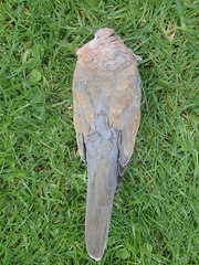 Streptopelia senegalensis