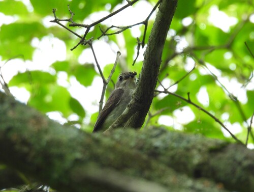 Asian Brown Flycatcher