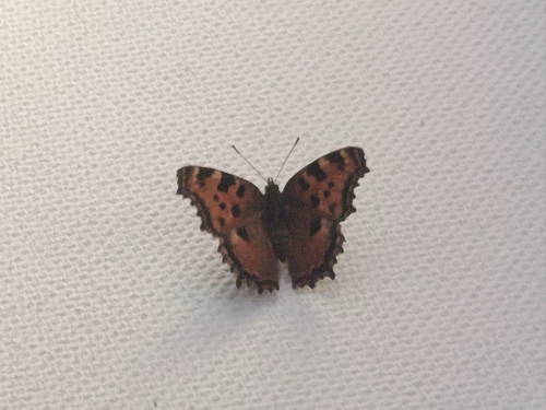 Large Tortoiseshell