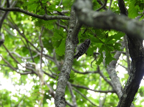 Japanese Pygmy Woodpecker