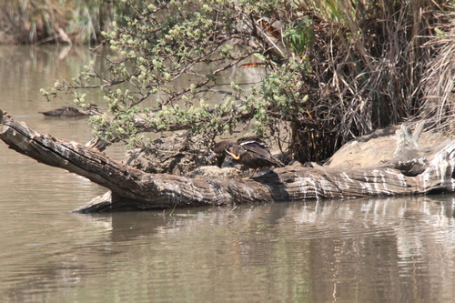 iNaturalist image