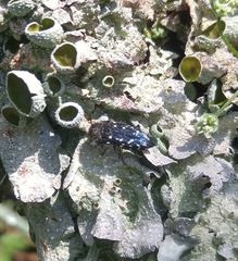Acmaeodera ornatoides