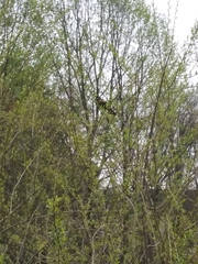 Agelaius phoeniceus