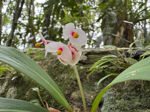 Begonia herbacea, photograph 1