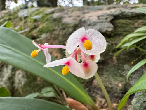 Begonia herbacea