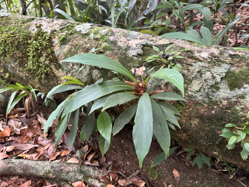 Begonia herbacea, photograph 2