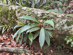 Begonia herbacea, photograph topeuna, CC BY, iNaturalist via GBIF
