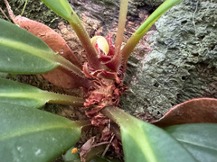 Begonia herbacea, photograph topeuna, CC BY, iNaturalist via GBIF