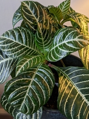 Aphelandra squarrosa
