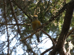 Loxia leucoptera image
