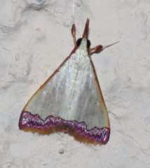 Autocharis